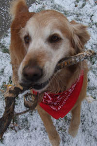 Staff - Roxy